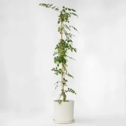 Plant in a Box Trompetbloem - Campis radicans 'Flava' - Hoogte 110-120cm - ⌀17cm Online