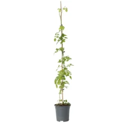 Plant in a Box Trompetbloem - Campsis radicans - Hoogte 110-120cm - ⌀17cm Sale