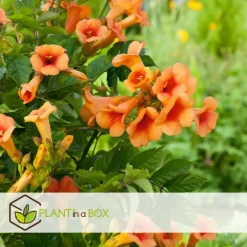 Plant in a Box Trompetbloem - Campsis radicans - Hoogte 110-120cm - ⌀17cm Sale