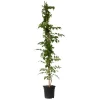 Plant in a Box Trompetbloem - Campsis taglibuana 'Mme Galen' - Hoogte 110-120cm - ⌀17cm Clearance