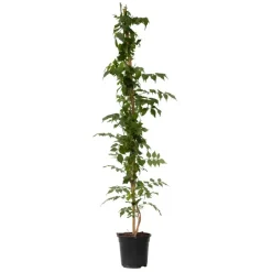 Plant in a Box Trompetbloem - Campsis taglibuana 'Mme Galen' - Hoogte 110-120cm - ⌀17cm Clearance