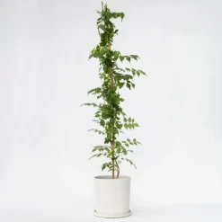 Plant in a Box Trompetbloem - Campsis taglibuana 'Mme Galen' - Hoogte 110-120cm - ⌀17cm Clearance
