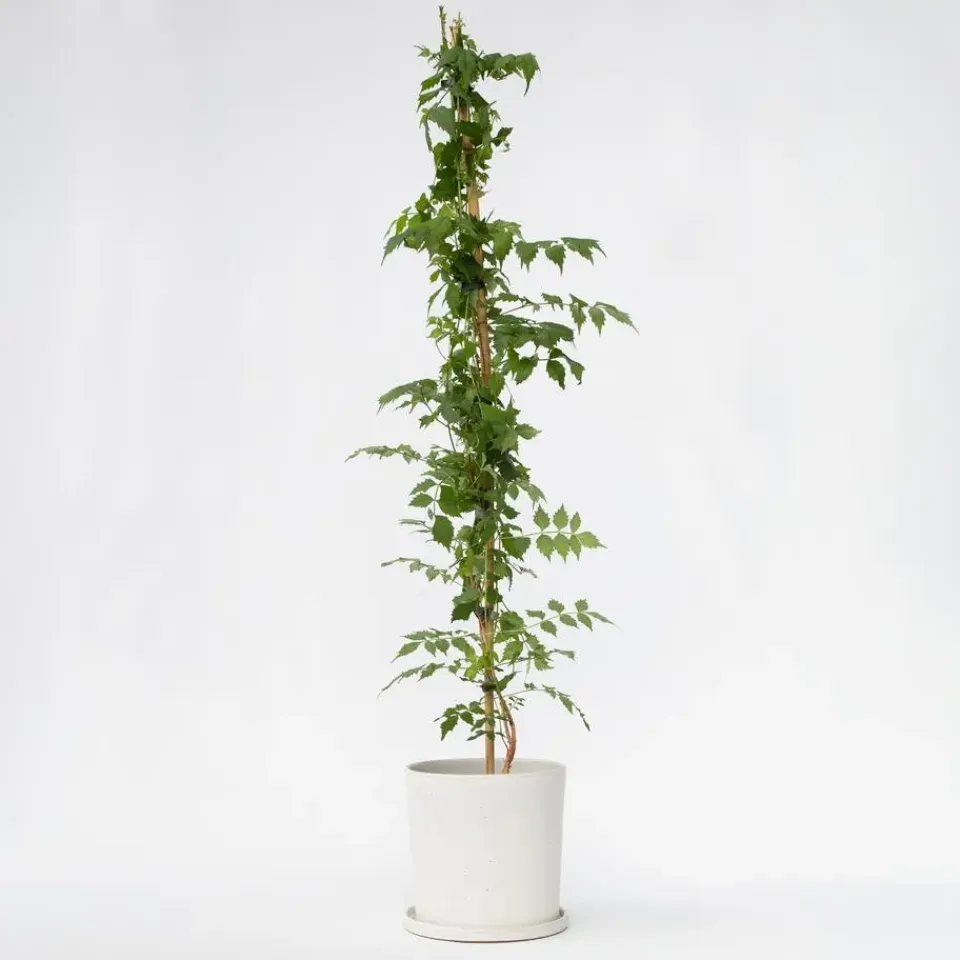 Plant in a Box Trompetbloem - Campsis taglibuana 'Mme Galen' - Hoogte 110-120cm - ⌀17cm Clearance