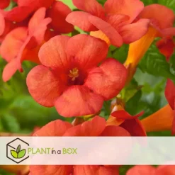 Plant in a Box Trompetbloem - Campsis taglibuana 'Mme Galen' - Hoogte 110-120cm - ⌀17cm Clearance