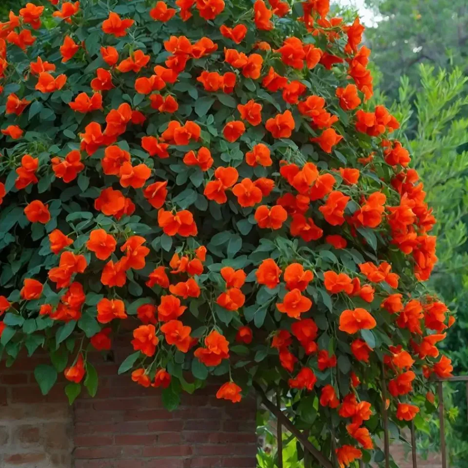 Plant in a Box Trompetbloem - Campsis taglibuana 'Mme Galen' - Hoogte 110-120cm - ⌀17cm Clearance