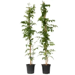 Plant in a Box Trompetbloem - Set van 2 - Campsis 'Mme Galen' - Hoogte 110-120cm - ⌀17cm New