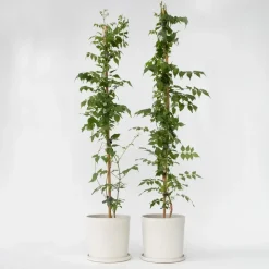 Plant in a Box Trompetbloem - Set van 2 - Campsis 'Mme Galen' - Hoogte 110-120cm - ⌀17cm New