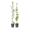 Plant in a Box Trompetbloem - Set van 2 - Campsis radicans - Hoogte 110-120cm - ⌀17cm