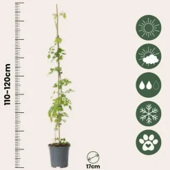 Plant in a Box Trompetbloem - Set van 2 - Campsis radicans - Hoogte 110-120cm - ⌀17cm