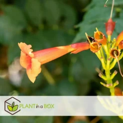 Plant in a Box Trompetbloem - Set van 2 - Campsis radicans - Hoogte 110-120cm - ⌀17cm