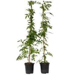 Plant in a Box Trompetbloem - Set van 2 - Campis radicans 'Flava' - Hoogte 110-120cm - ⌀17cm Online