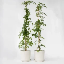 Plant in a Box Trompetbloem - Set van 2 - Campis radicans 'Flava' - Hoogte 110-120cm - ⌀17cm Online