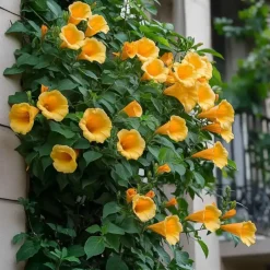 Plant in a Box Trompetbloem - Set van 2 - Campis radicans 'Flava' - Hoogte 110-120cm - ⌀17cm Online