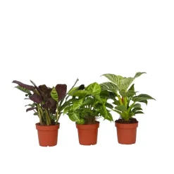 Plant in a Box Tropische kamerplanten - Set van 3 - Hoogte 25-40cm - ⌀12cm Online