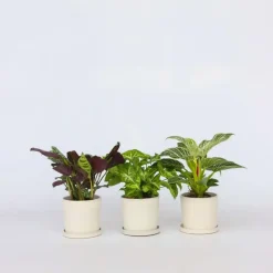Plant in a Box Tropische kamerplanten - Set van 3 - Hoogte 25-40cm - ⌀12cm Online
