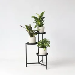 Plant in a Box Tropische kamerplanten - Set van 3 - Hoogte 25-40cm - ⌀12cm Online