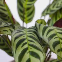 Plant in a Box Tropische kamerplanten - Set van 3 - Hoogte 25-40cm - ⌀12cm Online