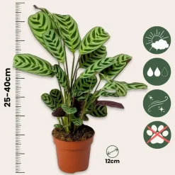 Plant in a Box Tropische kamerplanten - Set van 3 - Hoogte 25-40cm - ⌀12cm Online