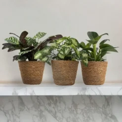 Plant in a Box Tropische kamerplanten - Set van 3 - Hoogte 25-40cm - ⌀12cm Online