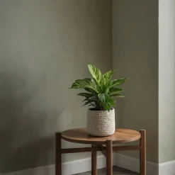 Plant in a Box Tropische kamerplanten - Set van 3 - Hoogte 25-40cm - ⌀12cm Online