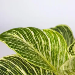 Plant in a Box Tropische kamerplanten - Set van 3 - Hoogte 25-40cm - ⌀12cm Online