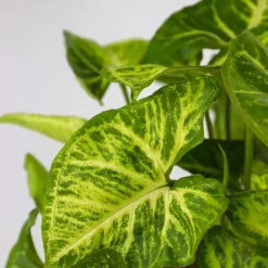 Plant in a Box Tropische kamerplanten - Set van 3 - Hoogte 25-40cm - ⌀12cm Online