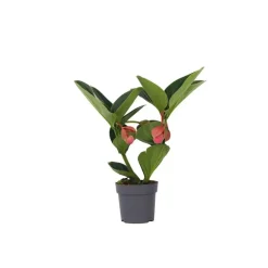 Plant in a Box Trosbloem - Medinilla magnifica - Hoogte 40-50cm - ⌀14cm Clearance