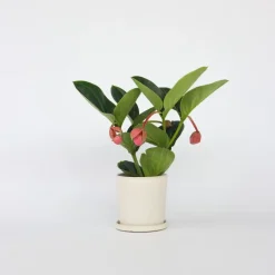 Plant in a Box Trosbloem - Medinilla magnifica - Hoogte 40-50cm - ⌀14cm Clearance