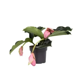 Plant in a Box Trosbloem - Medinilla magnifica - Hoogte 40-50cm - ⌀17cm Online