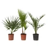Plant in a Box Tuinpalm - Set van 3 - Phoenix Chamaerops Washingtonia - Hoogte 50-70cm - ⌀15cm Outlet