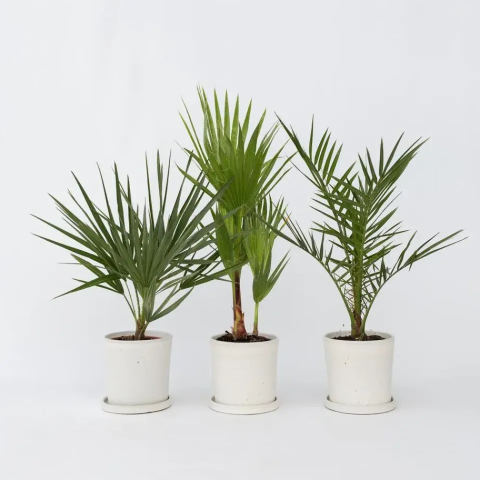 Plant in a Box Tuinpalm - Set van 3 - Phoenix Chamaerops Washingtonia - Hoogte 50-70cm - ⌀15cm Outlet