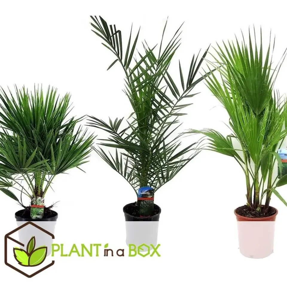 Plant in a Box Tuinpalm - Set van 3 - Phoenix Chamaerops Washingtonia - Hoogte 50-70cm - ⌀15cm Outlet
