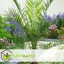 Plant in a Box Tuinpalm - Set van 3 - Phoenix Chamaerops Washingtonia - Hoogte 50-70cm - ⌀15cm Outlet