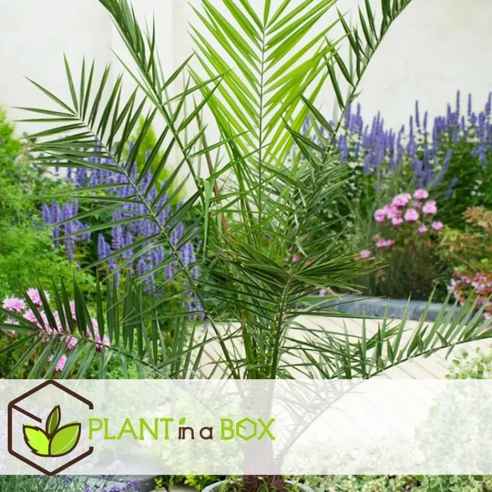 Plant in a Box Tuinpalm - Set van 3 - Phoenix Chamaerops Washingtonia - Hoogte 50-70cm - ⌀15cm Outlet