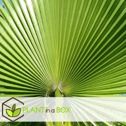 Plant in a Box Tuinpalm - Set van 3 - Phoenix Chamaerops Washingtonia - Hoogte 50-70cm - ⌀15cm Outlet