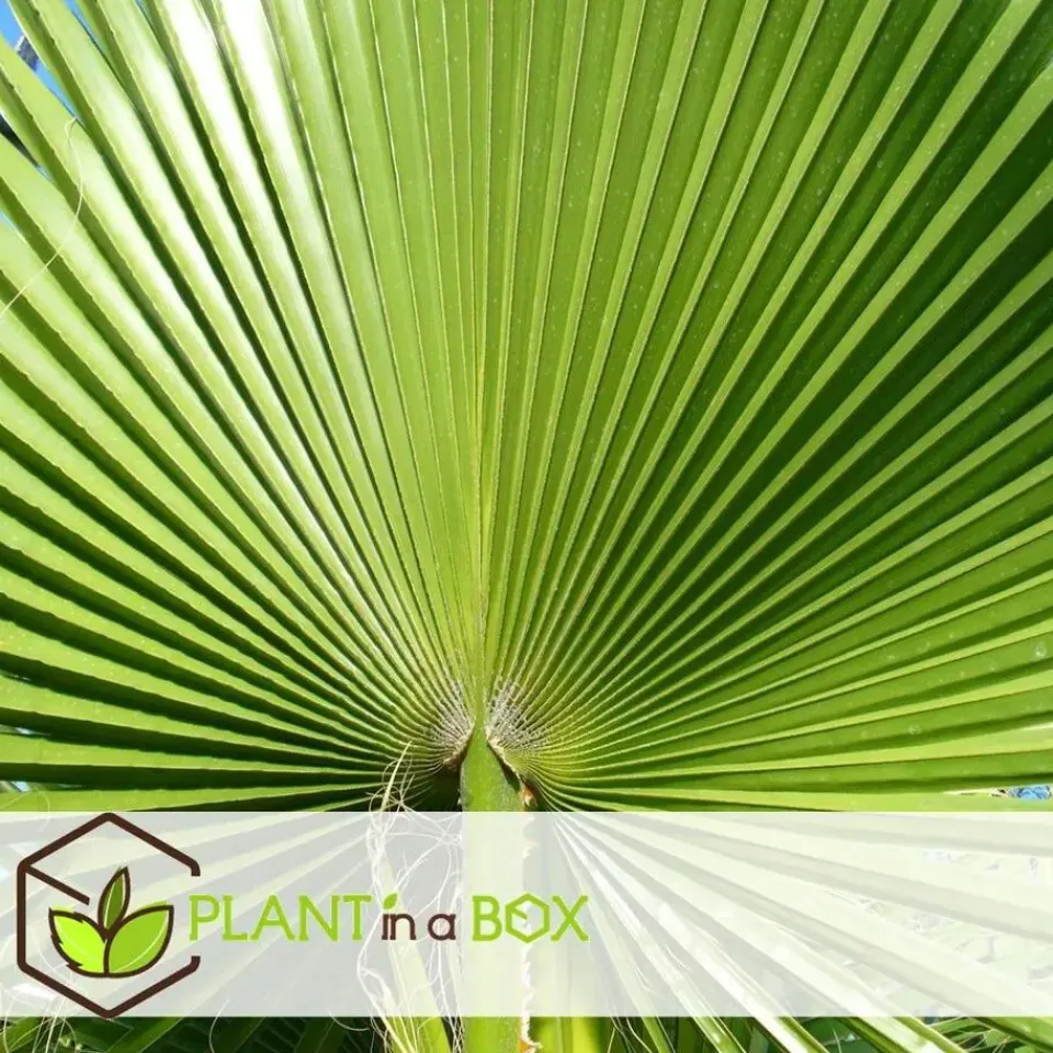 Plant in a Box Tuinpalm - Set van 3 - Phoenix Chamaerops Washingtonia - Hoogte 50-70cm - ⌀15cm Outlet