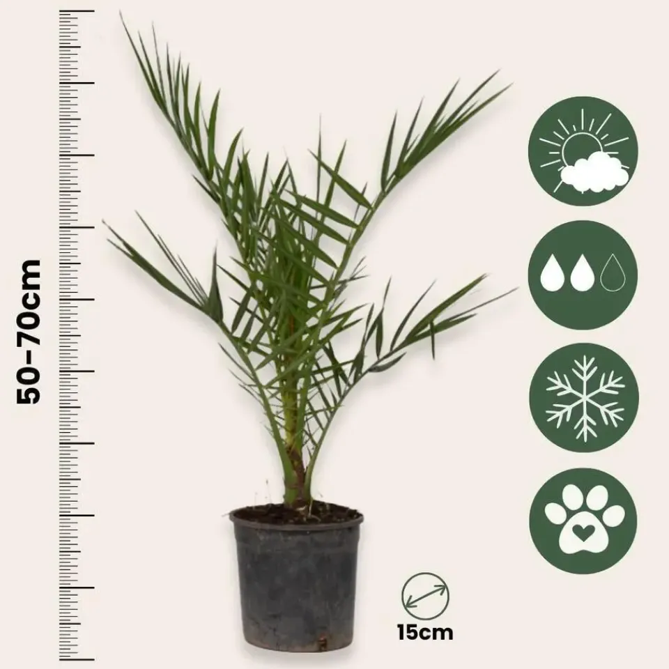 Plant in a Box Tuinpalm - Set van 3 - Phoenix Chamaerops Washingtonia - Hoogte 50-70cm - ⌀15cm Outlet