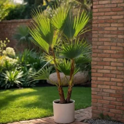 Plant in a Box Tuinpalm - Set van 3 - Phoenix Chamaerops Washingtonia - Hoogte 50-70cm - ⌀15cm Outlet