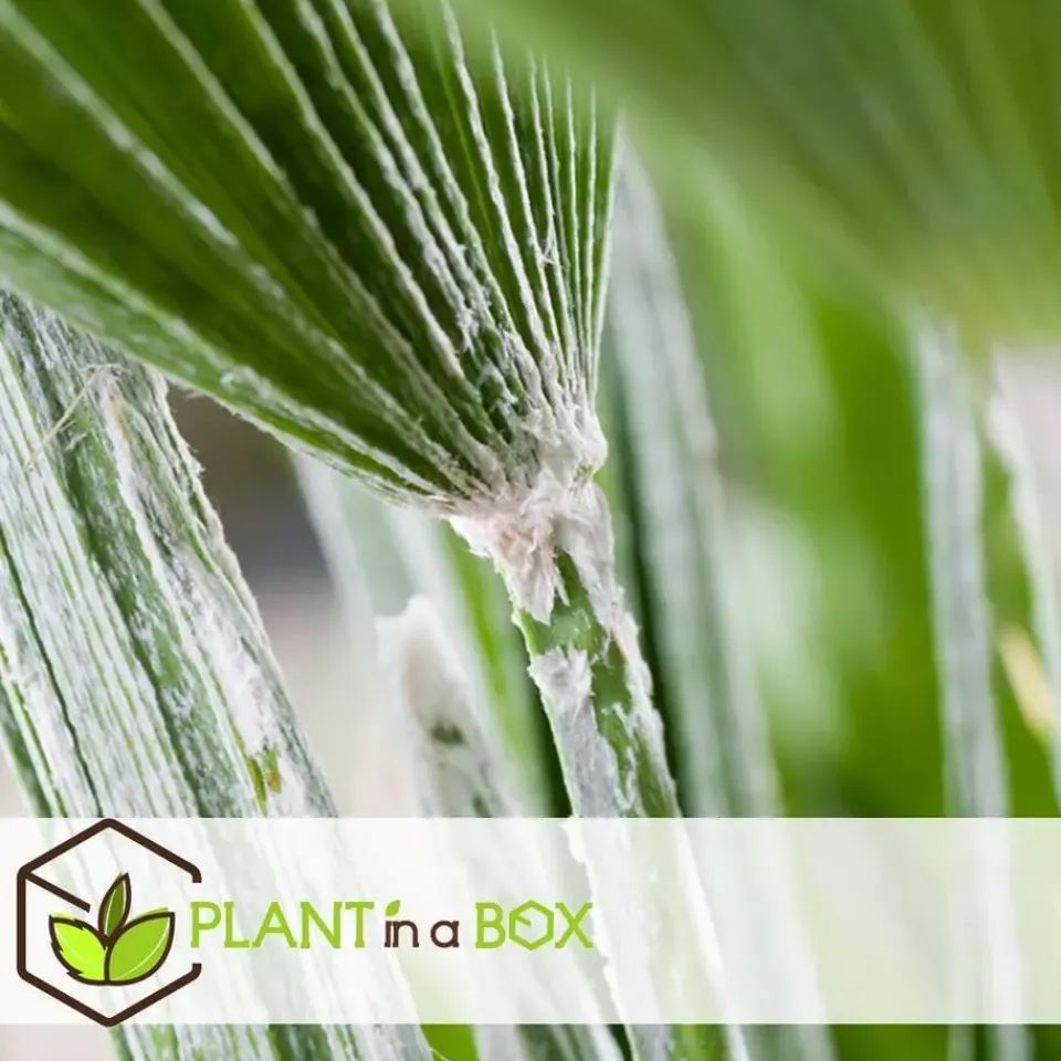 Plant in a Box Tuinpalm - Set van 3 - Phoenix Chamaerops Washingtonia - Hoogte 50-70cm - ⌀15cm Outlet