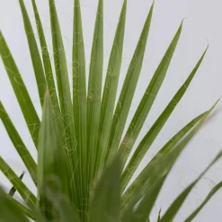 Plant in a Box Tuinpalm - Set van 3 - Phoenix Chamaerops Washingtonia - Hoogte 50-70cm - ⌀15cm Outlet