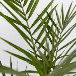 Plant in a Box Tuinpalm - Set van 3 - Phoenix Chamaerops Washingtonia - Hoogte 50-70cm - ⌀15cm Outlet