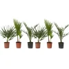 Plant in a Box Tuinpalm - Set van 6 - Phoenix Chamaerops Washingtonia - Hoogte 50-70cm - ⌀15cm New