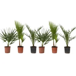 Plant in a Box Tuinpalm - Set van 6 - Phoenix Chamaerops Washingtonia - Hoogte 50-70cm - ⌀15cm New
