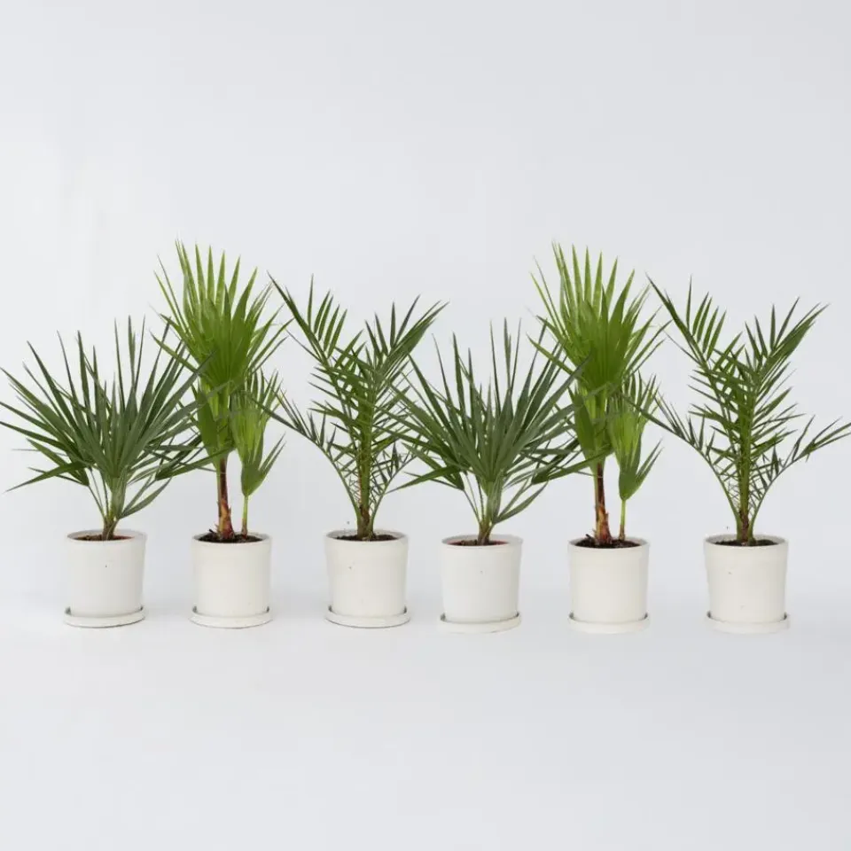 Plant in a Box Tuinpalm - Set van 6 - Phoenix Chamaerops Washingtonia - Hoogte 50-70cm - ⌀15cm New