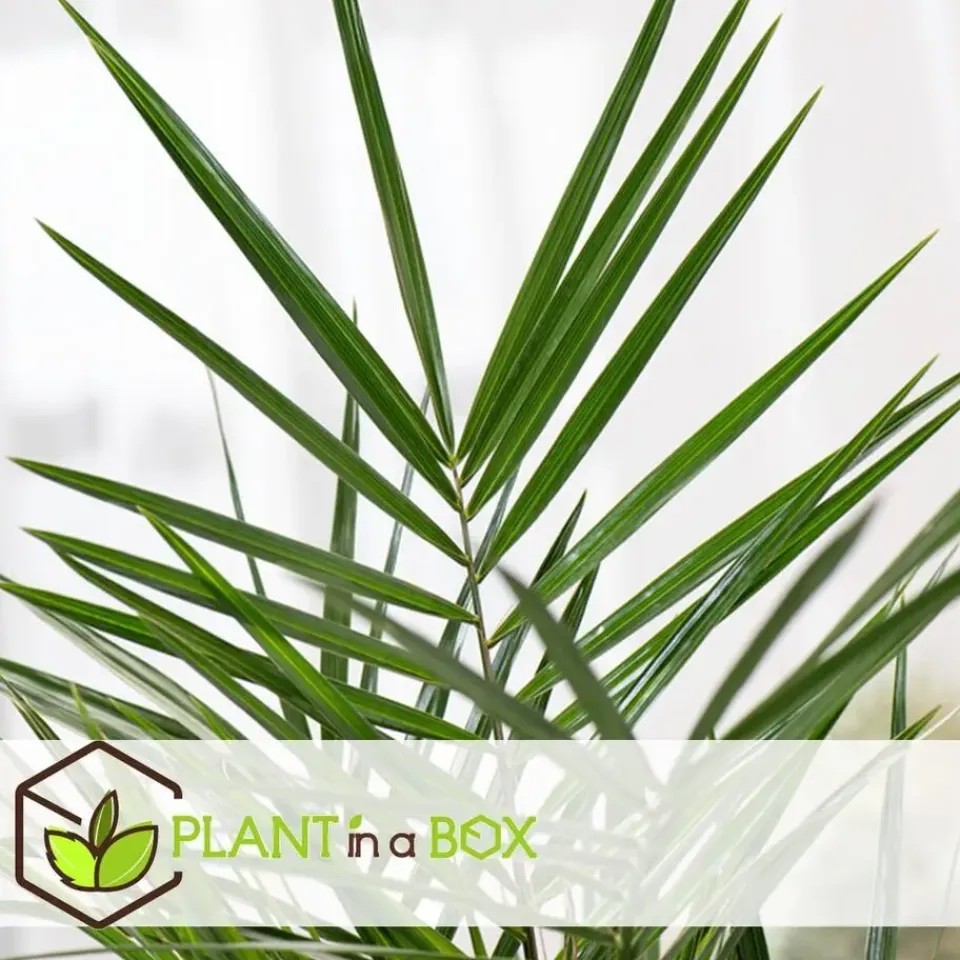 Plant in a Box Tuinpalm - Set van 6 - Phoenix Chamaerops Washingtonia - Hoogte 50-70cm - ⌀15cm New