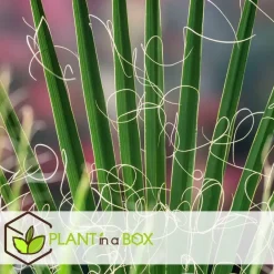 Plant in a Box Tuinpalm - Set van 6 - Phoenix Chamaerops Washingtonia - Hoogte 50-70cm - ⌀15cm New