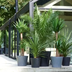 Plant in a Box Tuinpalm - Set van 6 - Phoenix Chamaerops Washingtonia - Hoogte 50-70cm - ⌀15cm New