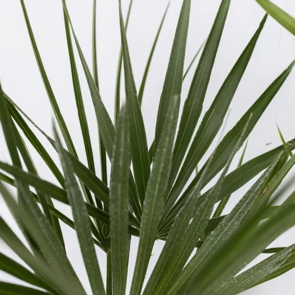 Plant in a Box Tuinpalm - Set van 6 - Phoenix Chamaerops Washingtonia - Hoogte 50-70cm - ⌀15cm New