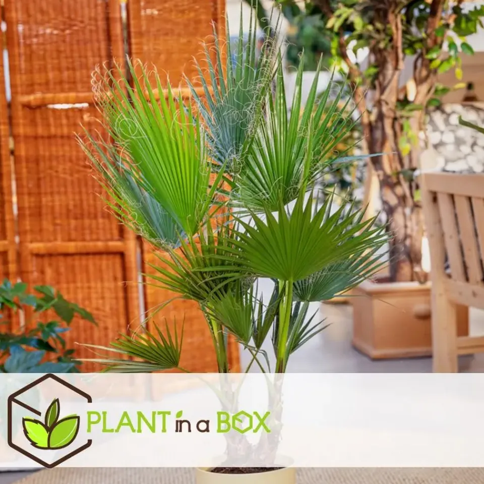 Plant in a Box Tuinpalm - Set van 6 - Phoenix Chamaerops Washingtonia - Hoogte 50-70cm - ⌀15cm New