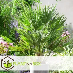 Plant in a Box Tuinpalm - Set van 6 - Phoenix Chamaerops Washingtonia - Hoogte 50-70cm - ⌀15cm New